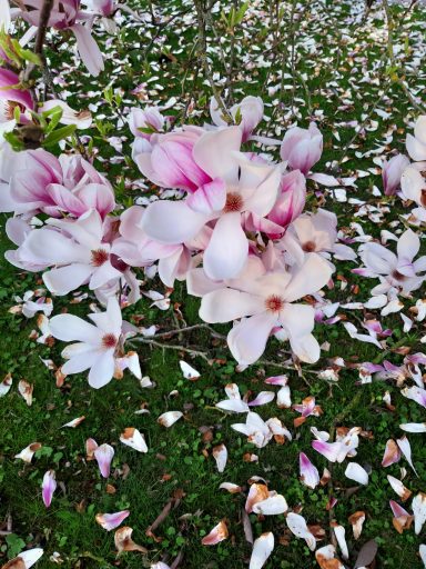 Blühende Magnolienblüten und verstreute Blütenblätter auf grünem Boden.