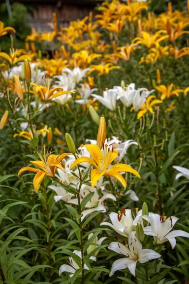 Bunte Blumenwiese mit weißen und gelben Lilien in voller Blüte.