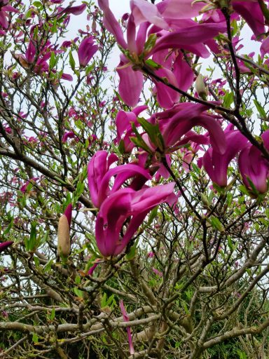 Eine blühende Magnolie mit kräftigen pinken Blüten an einem verzweigten Baum.