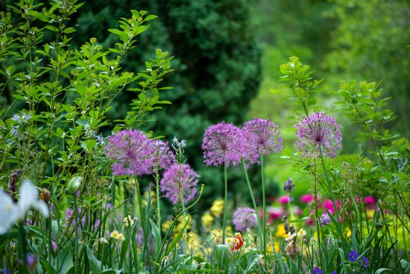 Bunte Blumenwiese mit lila und gelben Blüten, umgeben von grünem Laub.