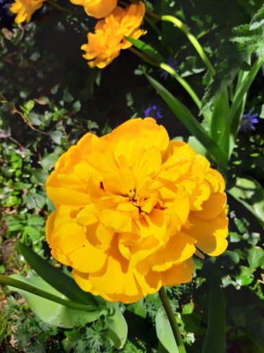 Gelbe Blume mit vielen Blütenblättern, umgeben von grünem Laub.